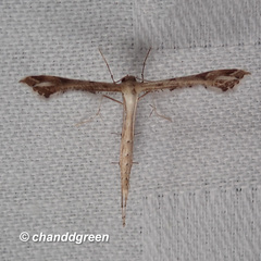 Stenoptilodes taprobanes