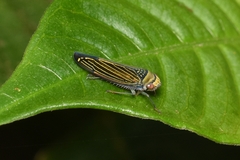 Juliaca mimula