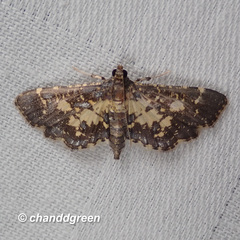 Eurrhyparodes bracteolalis