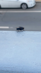 Calliphora vicina
