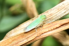 Chlorogonalia