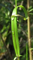Melica sarmentosa