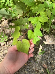 Vitis