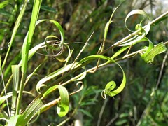Melica sarmentosa
