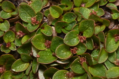 Salix nivalis
