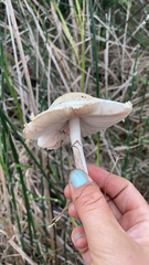 Leucoagaricus leucothites
