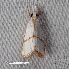 Pseudargyria interruptella