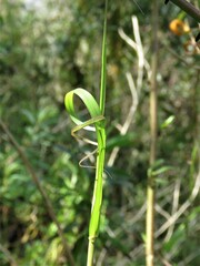 Melica sarmentosa