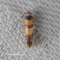Promalactis lobatifera