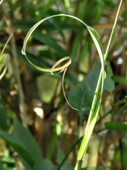 Melica sarmentosa