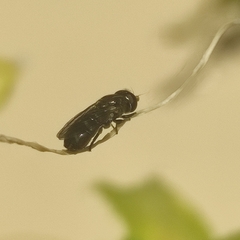 Eumerus