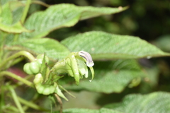 Centropogon nigricans