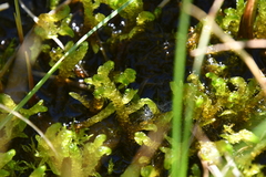 Scorpidium scorpioides