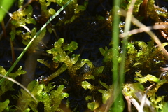 Scorpidium scorpioides