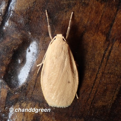Paralithosia shaowuica