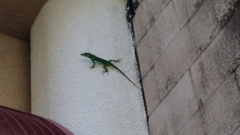 Anolis equestris