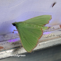 Parotis punctiferalis