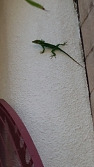 Anolis equestris