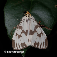 Nyctemera adversata