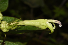 Centropogon nigricans