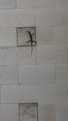 Anolis equestris