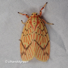 Barsine striata