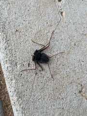 Paraphrynus carolynae