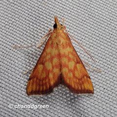 Pyrausta ignealis