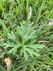 Geranium dissectum