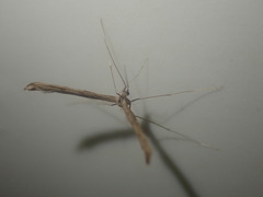 Pterophoridae