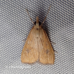 Pyraustinae