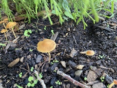 Pholiotina rugosa