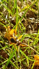 Callajoppa cirrogaster