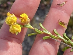 Hermannia concinnifolia