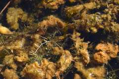 Utricularia minor