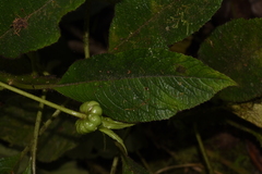 Centropogon nigricans