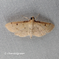 Pycnarmon aeriferalis