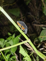 Lagria ventralis