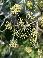 Foeniculum