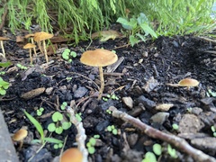 Pholiotina rugosa