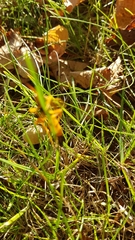 Callajoppa cirrogaster