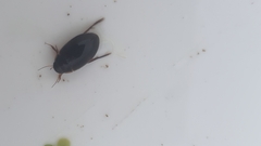 Agabinae