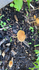 Pholiotina rugosa