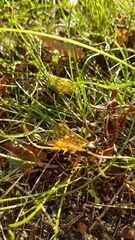 Callajoppa cirrogaster