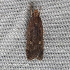 Pexicopia melitolicna