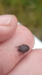 Agabinae