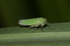 Chlorogonalia