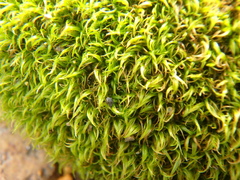 Tortella tortuosa