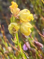Hermannia concinnifolia
