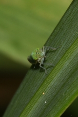 Chlorogonalia
